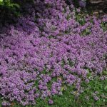 Thymus praecox Purple Carpet