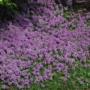 Thymus praecox Purple Carpet