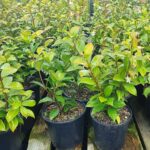 Trachelospermum jasminoides