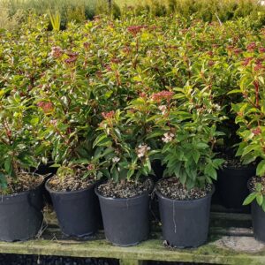 Viburnum tinus Eve Price