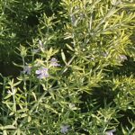 Westringia Highlight