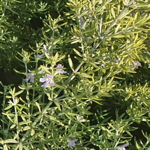 Westringia Highlight