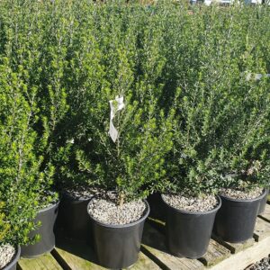 Westringia fruticosa