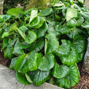 Ligularia reniformis